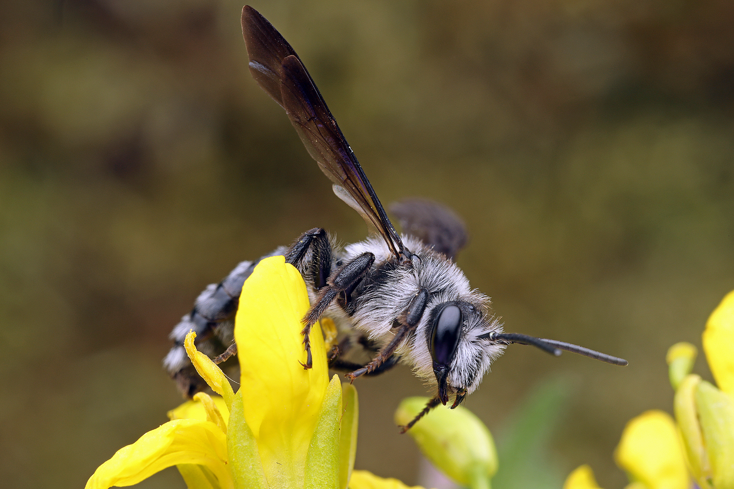 Wildbienenförderung Hallauerberg (SH)