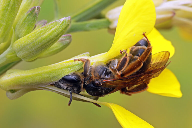 Wildbienenhotels