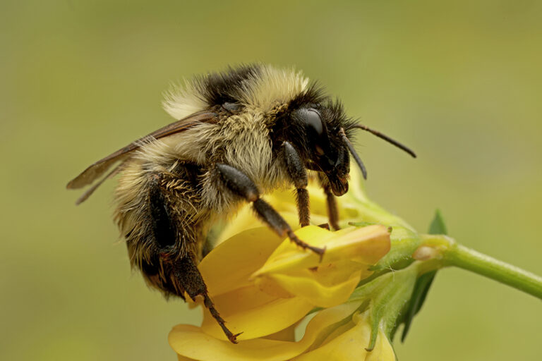 Infopool Bienenfachstelle