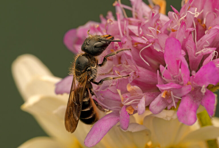 Wildbienenförderprojekt Beckenried (NW)