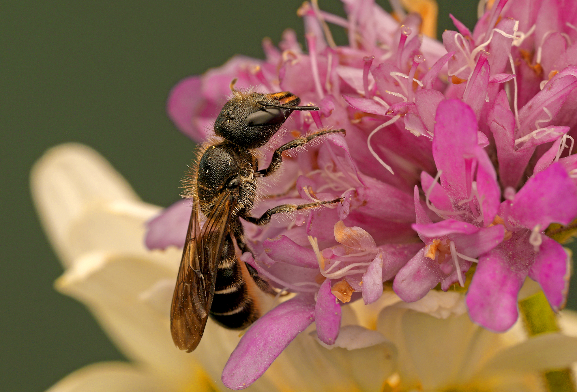 Wildbienenförderprojekt Beckenried (NW)