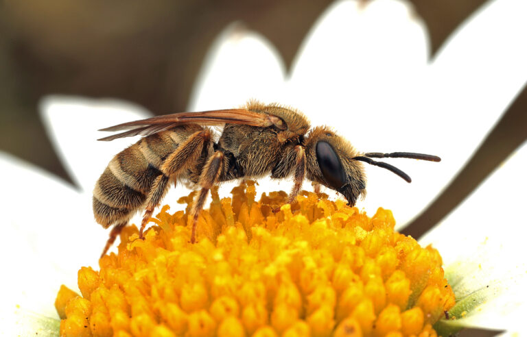 Der Bee-Finder